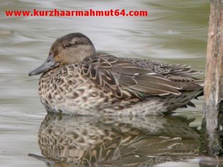 Çamurcu ördek sesi Green-winged Teal