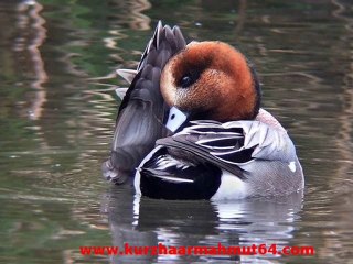 Fiyu ördek sesi Eurasian Wigeon