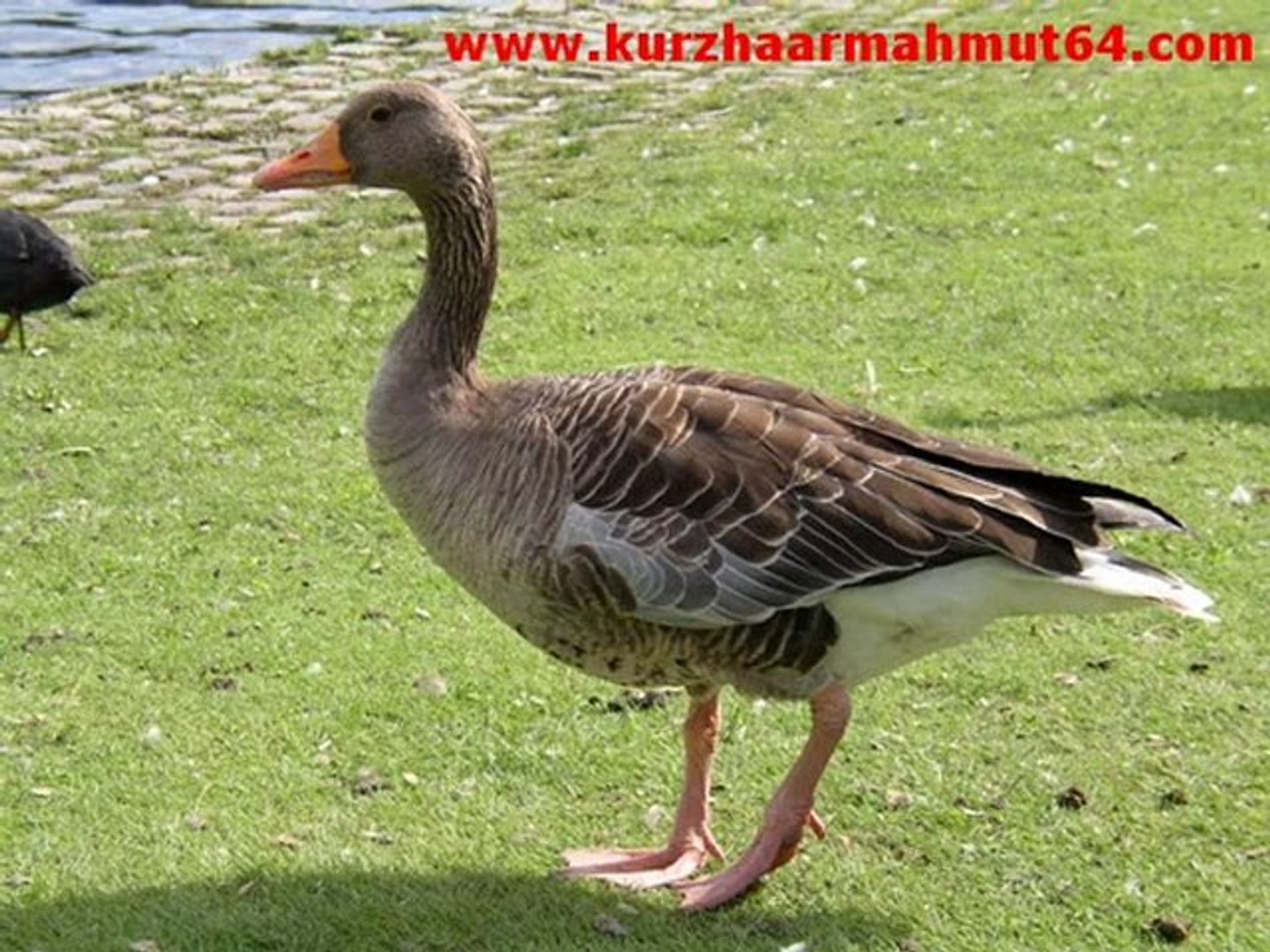 Yaban kazı sesi Greylag Goose