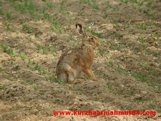 Kopay ve tavşan sesi