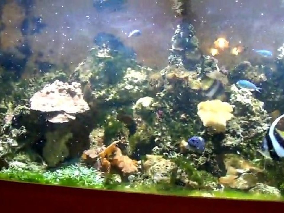 bestoffres: Artémias et mysis de chez bestoffres-shop.com dans un bac d'eau de mer, le secret pour avoir de beaux poissons