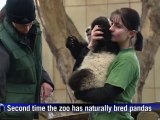 Baby panda delights visitors to Vienna zoo
