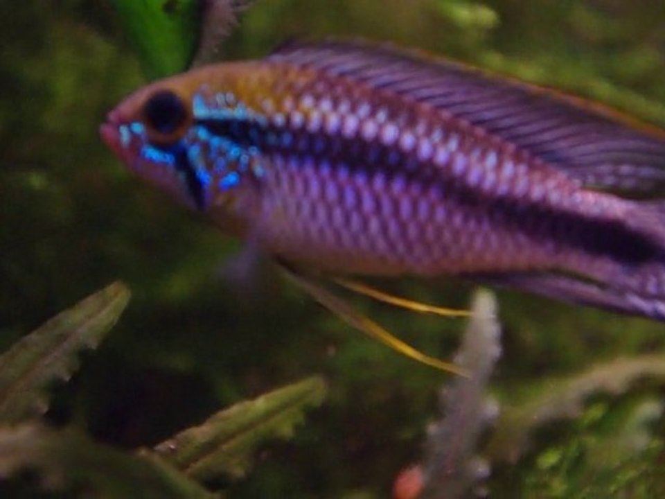 retour de ma femelle agassizii