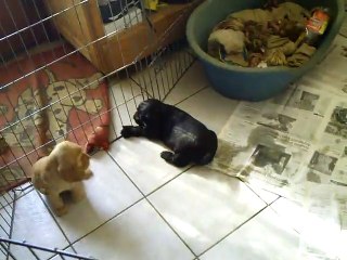 CLIP0045 bb angy et le chat