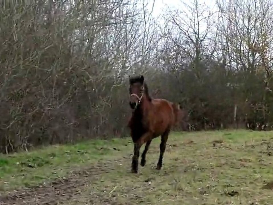 Amiral poulain poney trotte bien