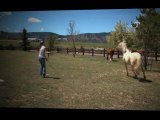 How To Lunge A Horse | Horse Lunging Lessons