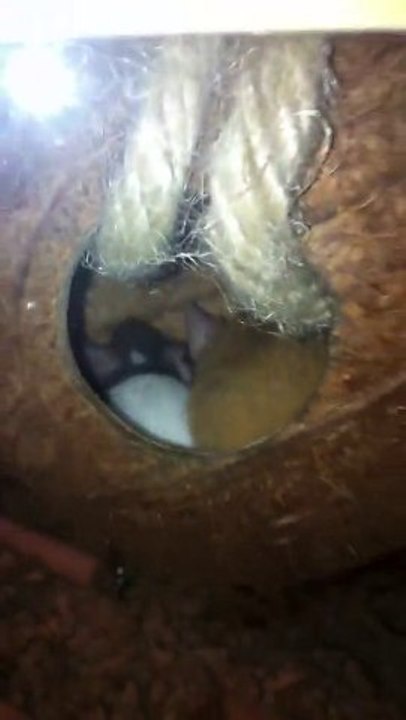 Souris
