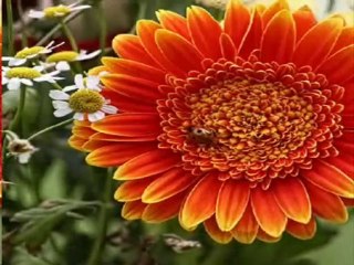 Yaşar - Ara Beni Yar