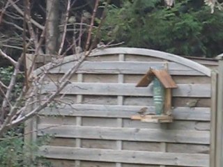 Les oiseaux du jardin à l'heure du repas