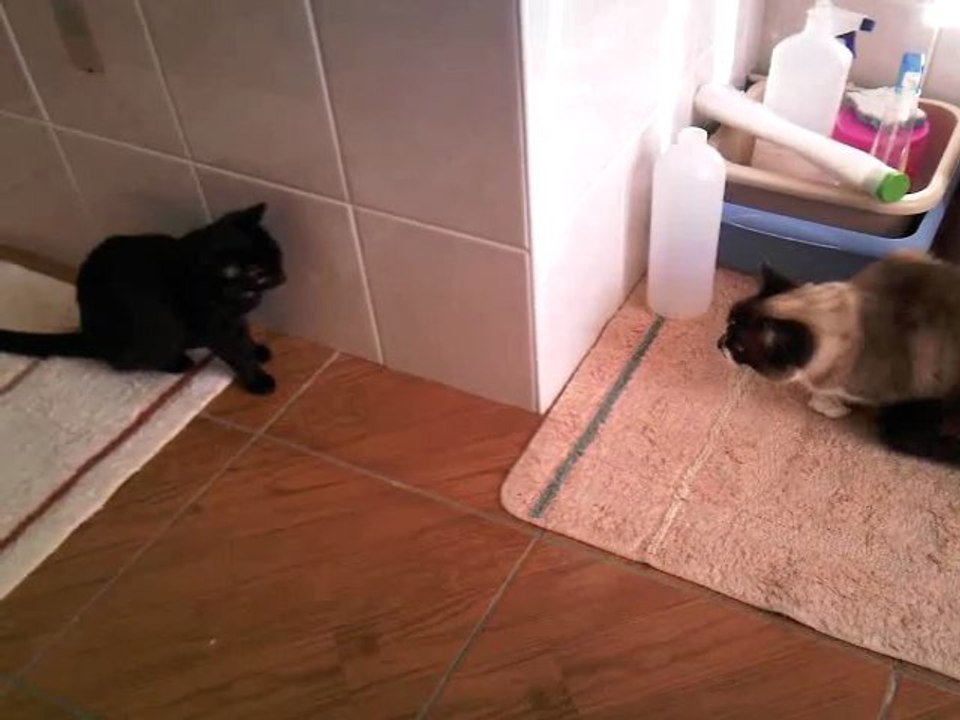 bidule & Angel