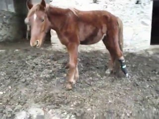 IL VIDEO DI STELLA, l'indomita puledra con una protesi in fibra di carbonio