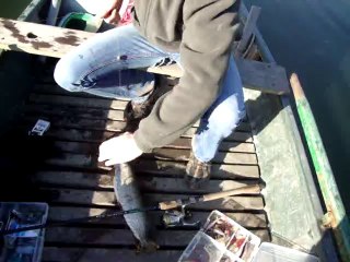 brochet à la tirette no-kill