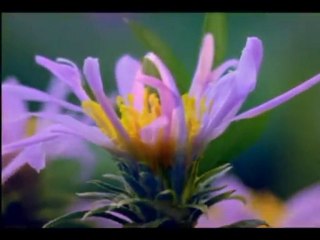 Ebu Yakub Nehciri-Hâlis Kul Nasıldır