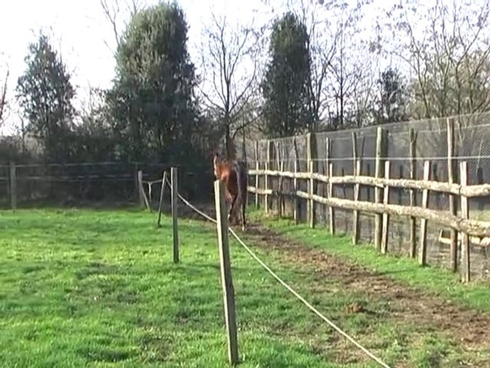 Un Champion Fev 2011 avi