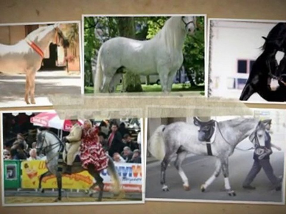 pur race espagnole : PRE