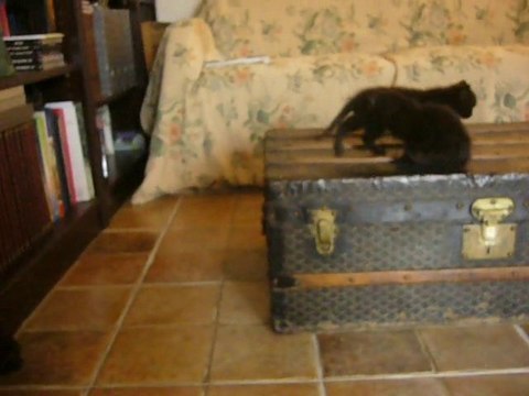 3 p'tits chats, 3 p'tits chats, 3 p'tits chats, chats, chats