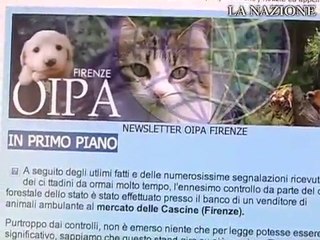 Traffico e sfruttamento di cuccioli: problema in crescita in Italia