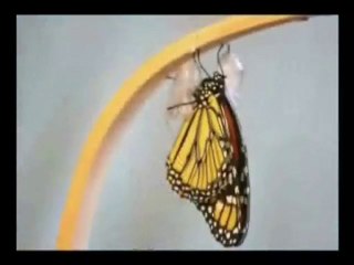 LIFECYCLE OF BUTTERFLY