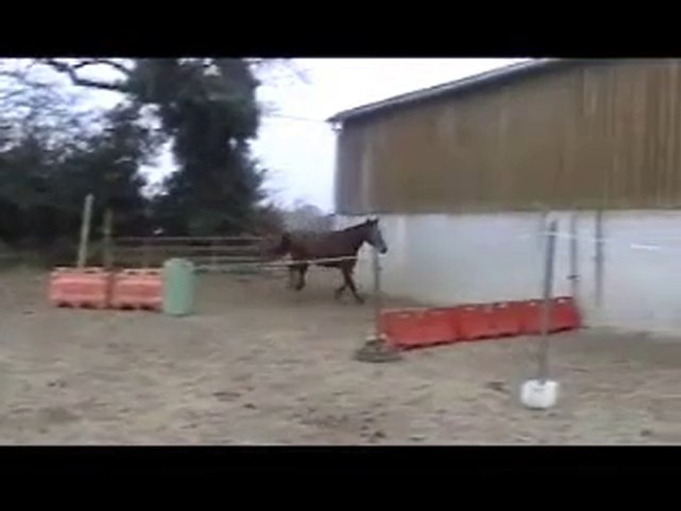 Ecuries du Nevez Suzana de Crann 6