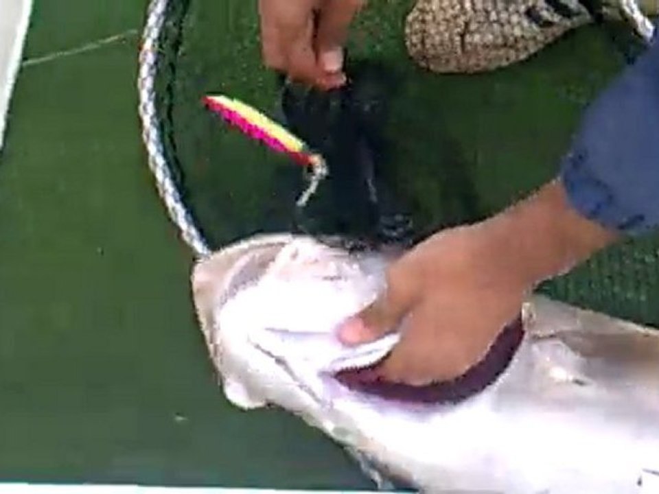 aligokce Akya 11.5 kg