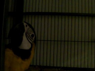 Lola, mon ara ararauna n'en fait qu'à sa tête !