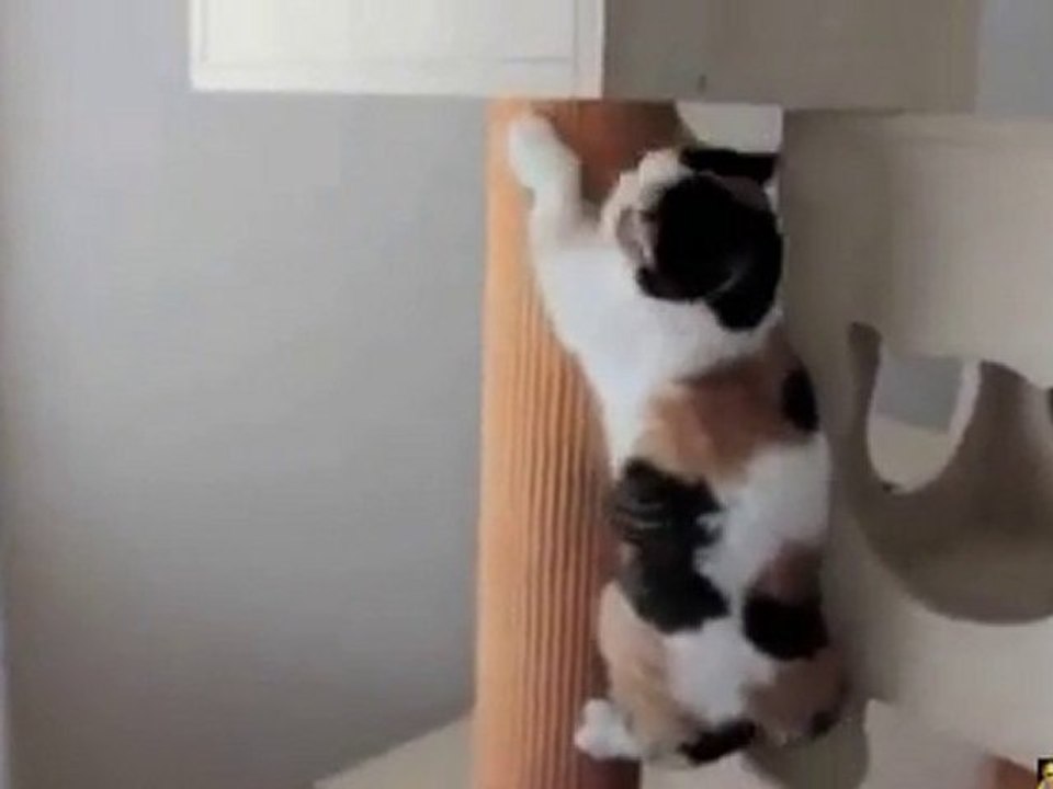 Crazy cat