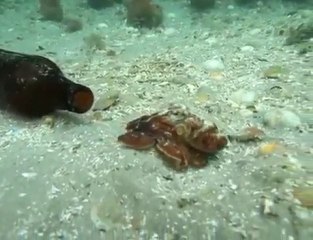 Ahtapot ve Bira Şişesi