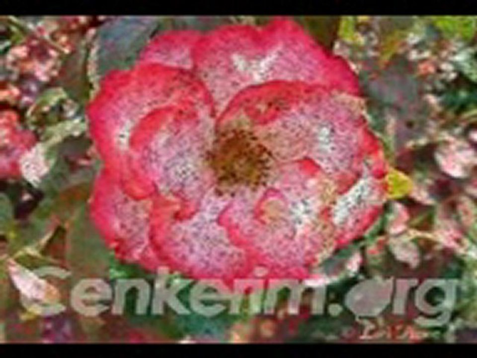 Seni Ele Sevirem Ki - Zinnur Tiryaki - Cenkerim.org