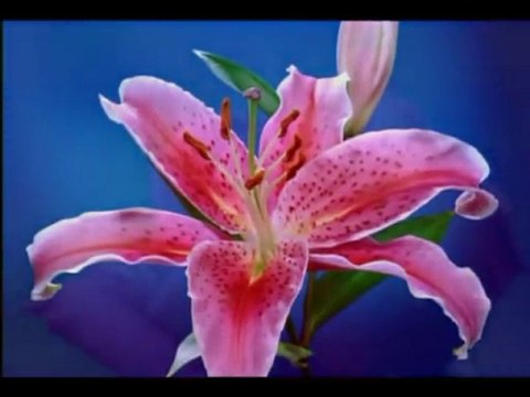 Seyyid Fehim Arvasi (k.s)-Dünyaya çalışmak