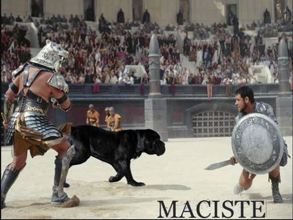 mastino napoletano: caution this is maciste