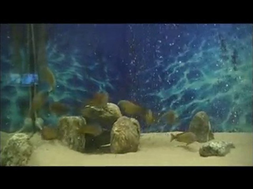 F0 Red Rainbow Kantalamba Kolonim