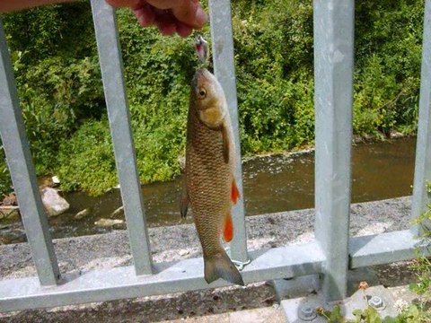 Team Brocanja retro 2010.(peche aux leurres,Brochets,Sandre)