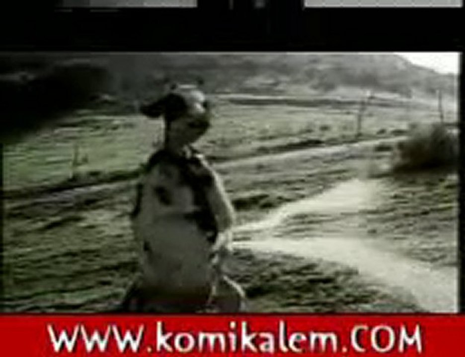 Yok Böyle İnek  -  www.akvaryumzevki.com