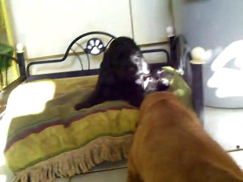 CLIP0050Gadget et Gizmo