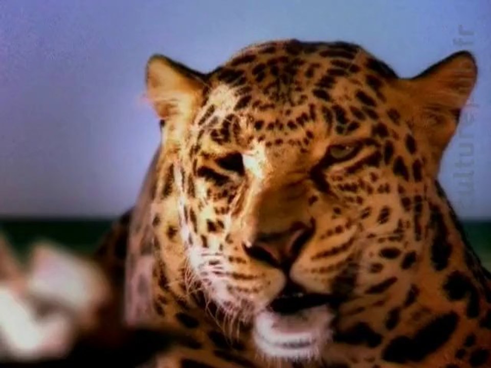 Les vacances des animaux / Schweppes