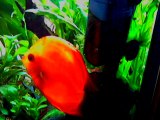 Discus Malade