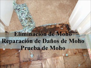 Houston Eliminación de Moho Mold 911 Restoration of Houston