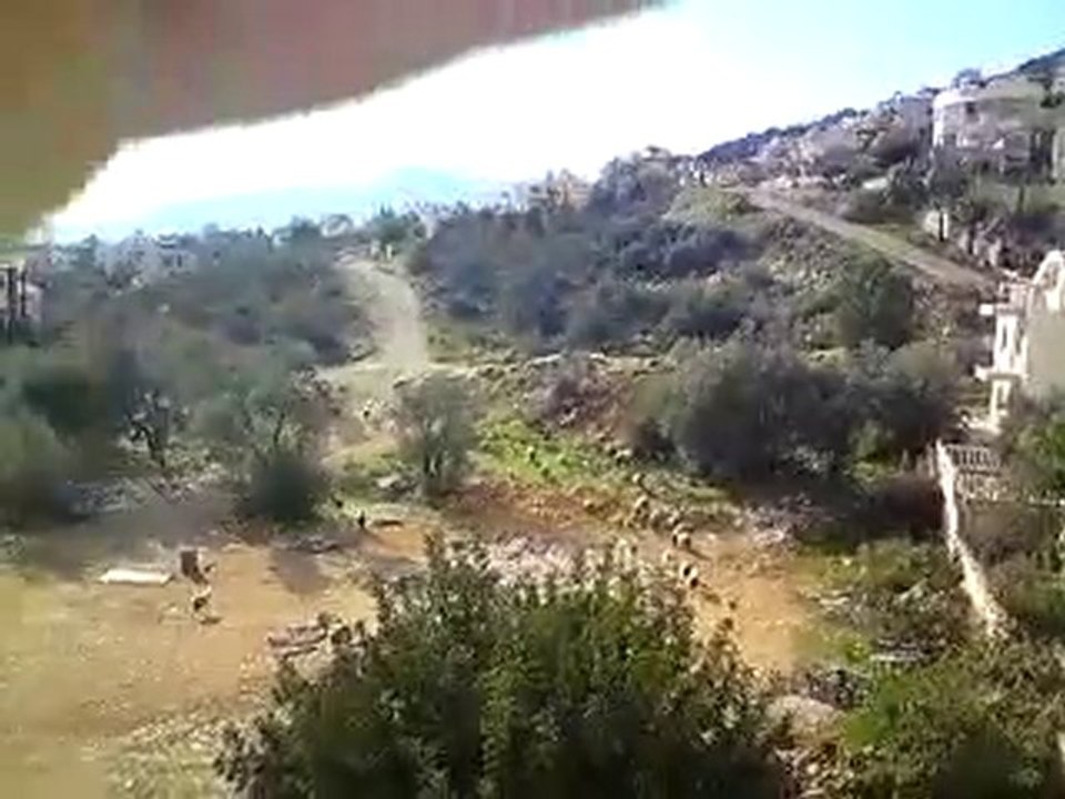 kalkan'da  villalar arasında koyunlar otluyor