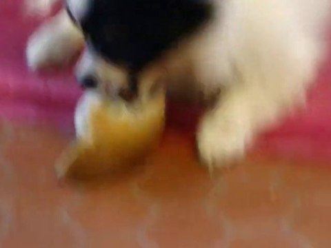 Epagneuls nains continental des claurés de karphane