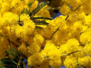 FEVRIER MIMOSA ET CARNAVAL