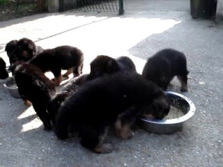 repas des bb