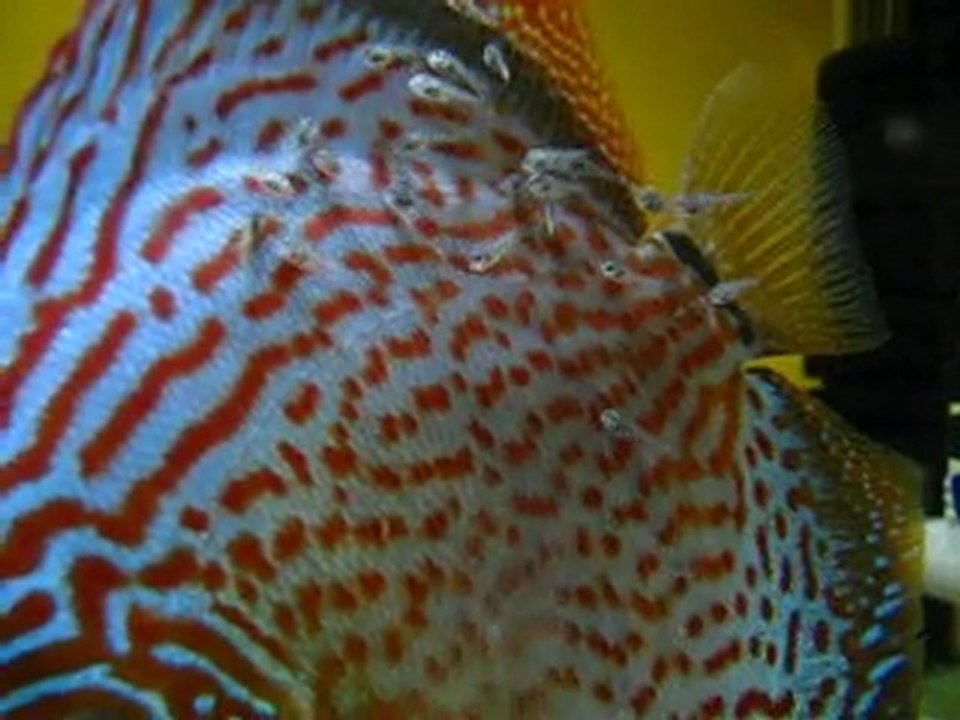 Konya Discus-Red Spotted Leopar ve Green Leopar 10. gün
