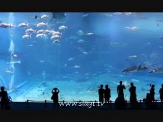 Deniz akvaryumu - - www.akvaryumzevki.com