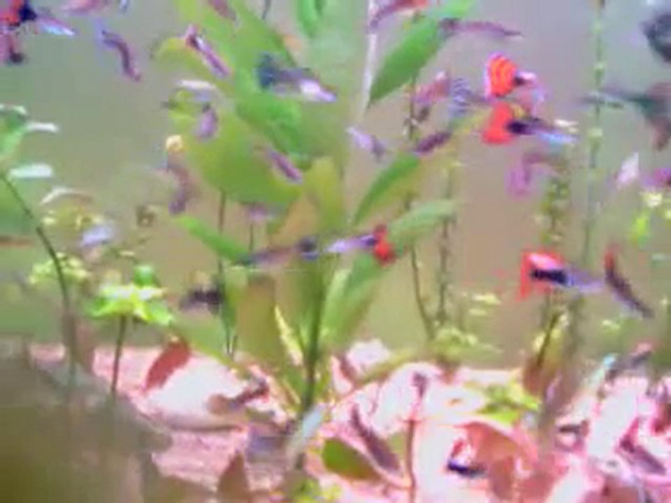 Lepistes akvaryumu www-akvaryumzevki-com