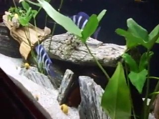 Blue Zaire Moba  - -  www.akvaryumzevki.com