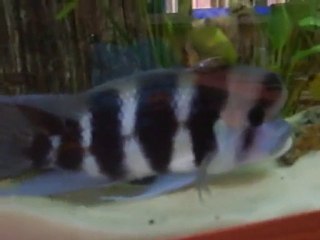 frontosa çiftleşme video  - - www.akvaryumzevki.com