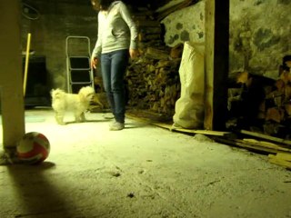 Obéissance avec clicker