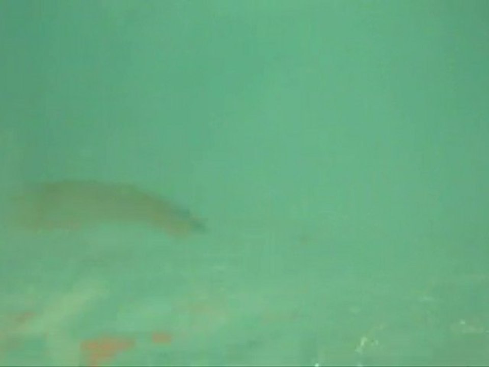 hand roll from under water