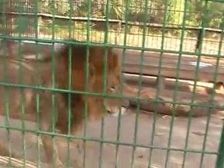 Deep Sea Pet Center'ın Afrika Tanzanyadan video görüntüleri