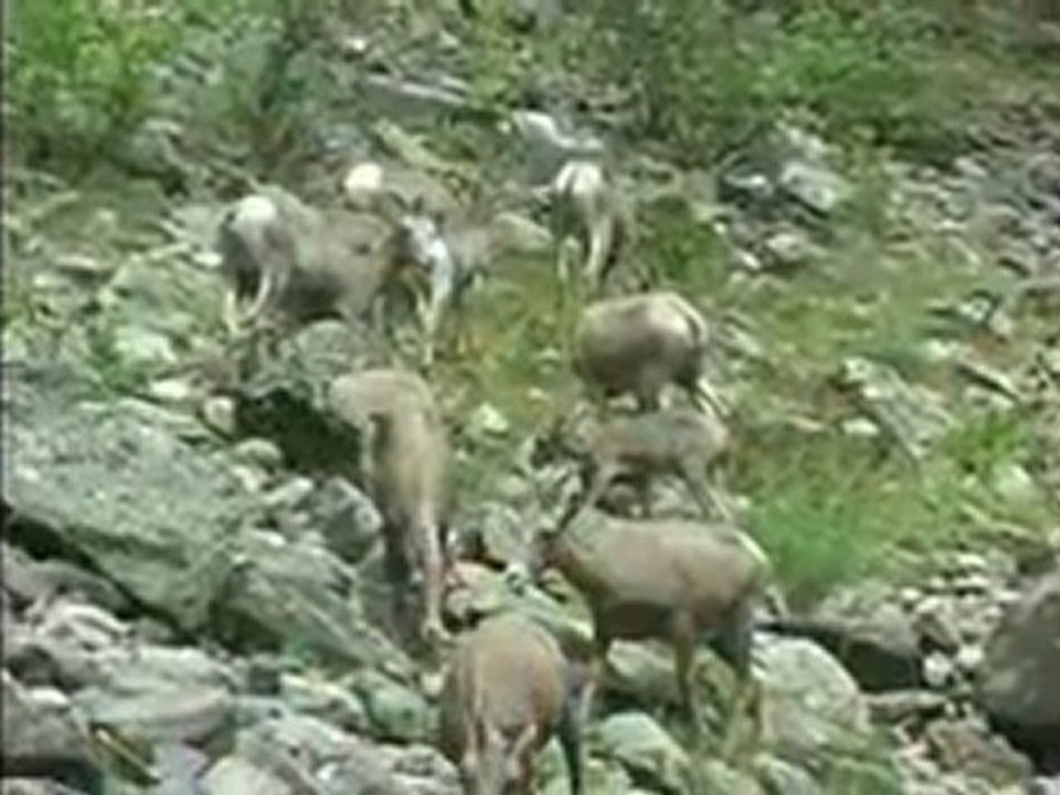 Salmon River Rafting Trips